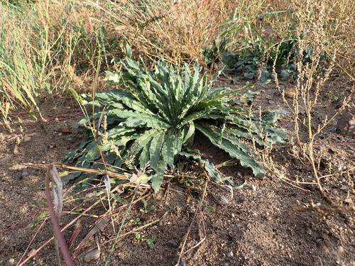 Viper's bugloss