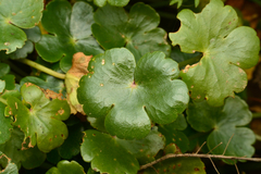 Hydrocotyle ranunculoides, photograph author not stated, no rights reserved