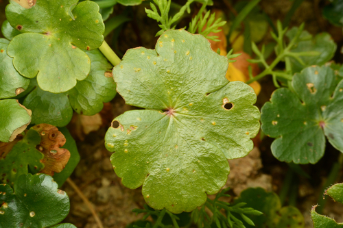 Hydrocotyle ranunculoides, photograph 5