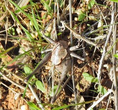 Thyreonotus bidens