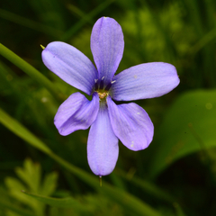 Tecophilaea violiflora, photograph author not stated, no rights reserved