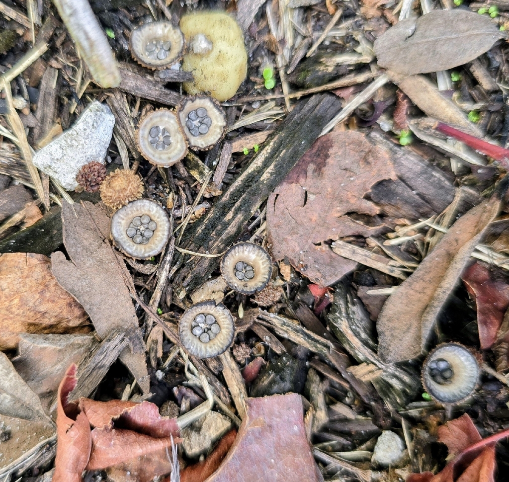 fluted bird's nest fungus · September 2026 · photo: Photo: (c) Reanne ("Bean") Dunn, some rights reserved (CC BY) · iNaturalist