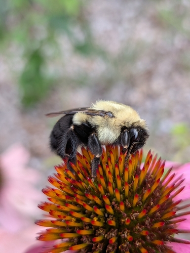 Common Eastern Bumble Bee