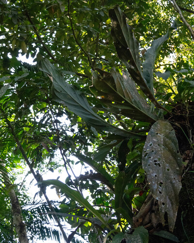 Anthurium solitarium, photograph 3