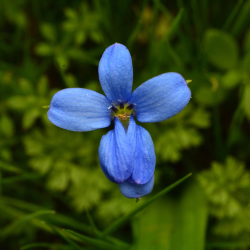 Tecophilaea violiflora, photograph 2