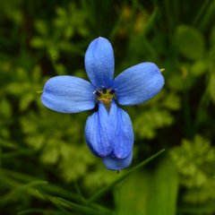 Tecophilaea violiflora, photograph author not stated, no rights reserved