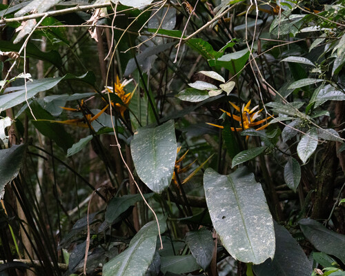 Heliconia angusta