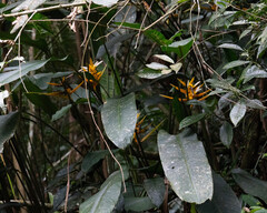 Heliconia angusta