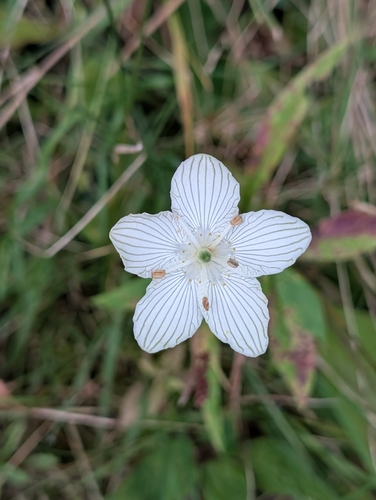 fen grass of Parnassus