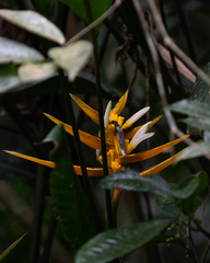 Heliconia angusta, photograph author not stated, no rights reserved
