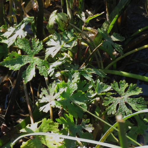 Ranunculus apiifolius
