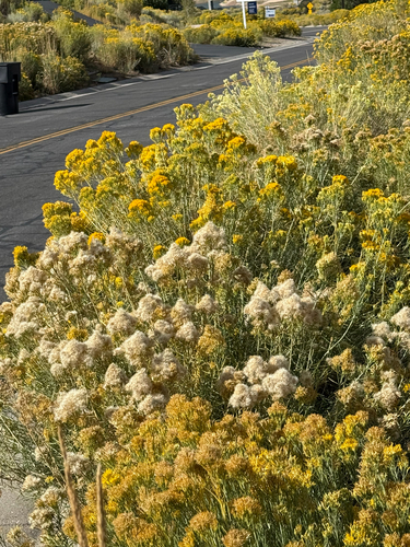 Rubber Rabbitbrush