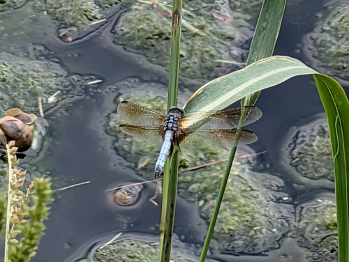 Blue Dasher