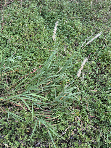 Bothriochloa longipaniculata, photograph 2