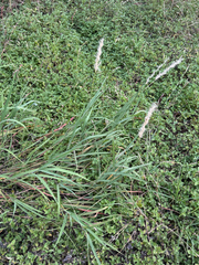 Bothriochloa longipaniculata, photograph (c) Julien, some rights reserved (CC BY)