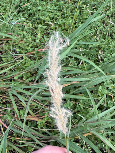 Bothriochloa longipaniculata, photograph 1