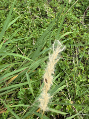 Bothriochloa longipaniculata, photograph (c) Julien, some rights reserved (CC BY)