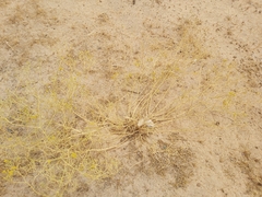 Haplophyllum tuberculatum