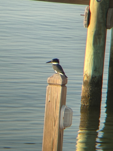 Belted Kingfisher