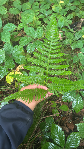 broad beech fern
