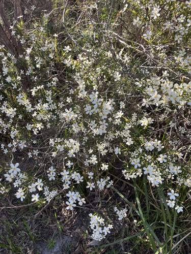Ricinocarpos pinifolius, photograph 5