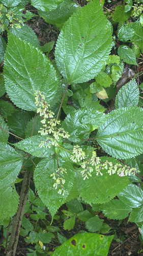 wood nettle