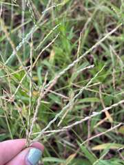 Digitaria ciliaris, photograph (c) Julien, some rights reserved (CC BY)