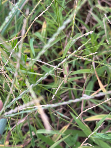 Digitaria ciliaris, photograph 6