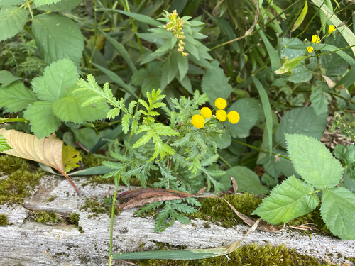 tansy