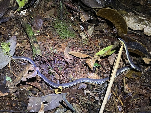 Photo of a Zamoran Shadow Snake (Synophis zamora)