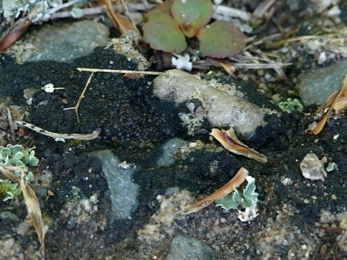 Blackthread Lichen