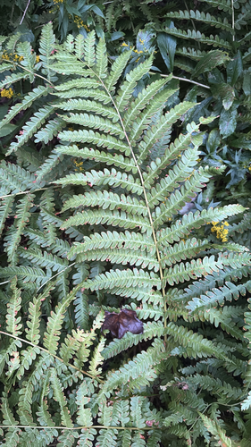 cinnamon fern
