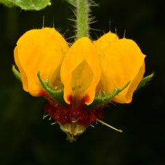 Loasa tricolor