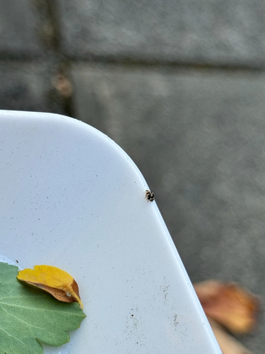 Western Fairy Lady Beetle