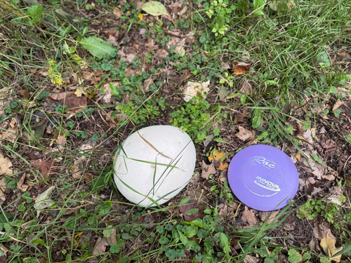giant puffball