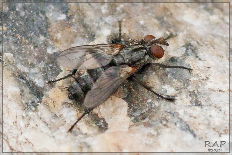 Grizzled Woodlouse-fly