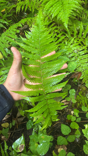 silvery glade fern