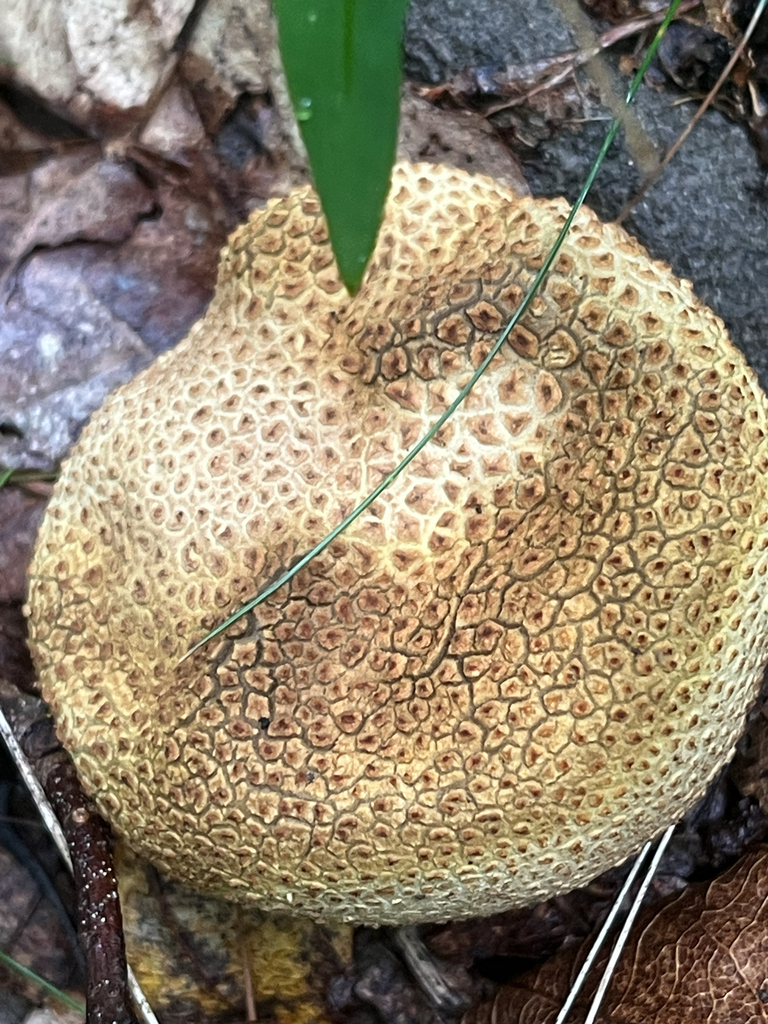 common earthball · September 2026 · photo: Photo: no rights reserved · iNaturalist
