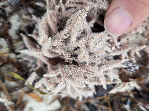 Jania rosea observed 2026-09-18