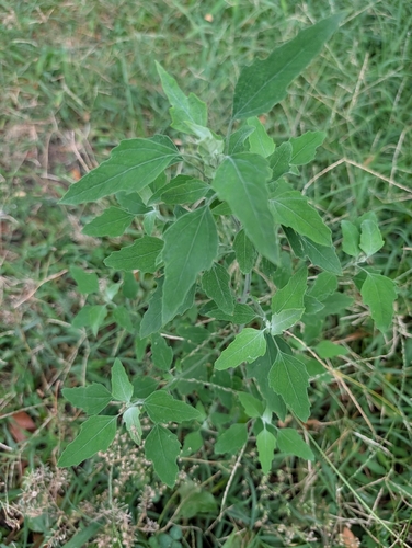 Common Lambsquarters