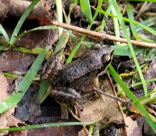 Wood Frog