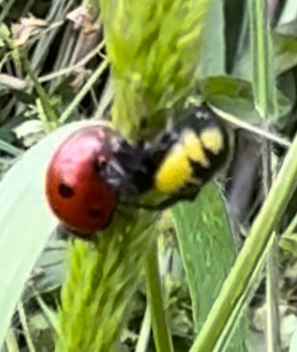 Napoleon Spider