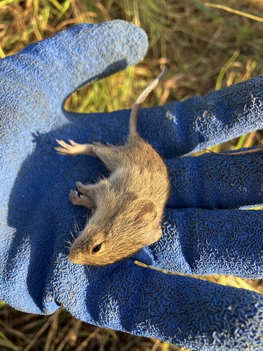 Hispid Cotton Rat
