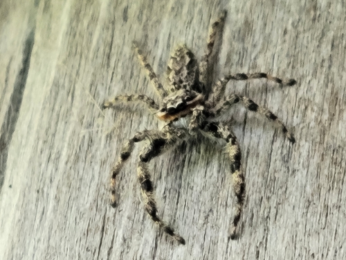 Tan Jumping Spider