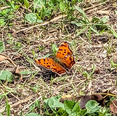 Eastern Comma
