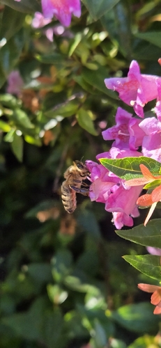 Western Honey Bee