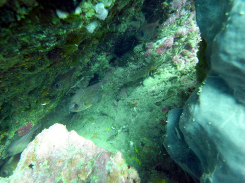 Pempheris adspersa
