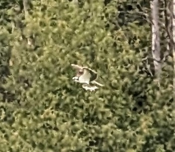 American Osprey