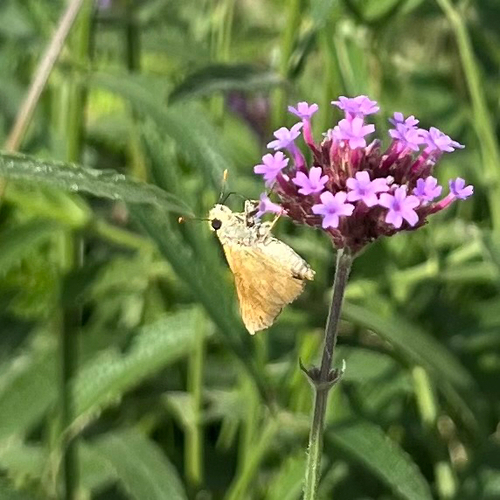 Great Basin Woodland Skipper