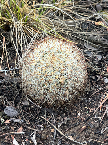 Mountain Ball Cactus